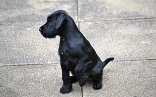 long-coated black wirehaired puppy puppy sitting on gray concrete floor during daytime close-up photo